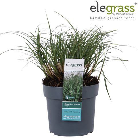 Miscanthus sinensis 'Adagio'