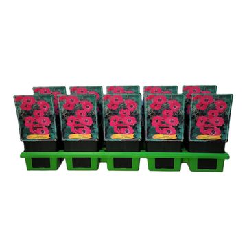 Geranium cinereum 'Giuseppii'