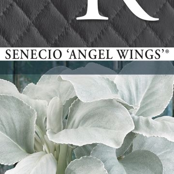 Senecio candicans ANGEL WINGS