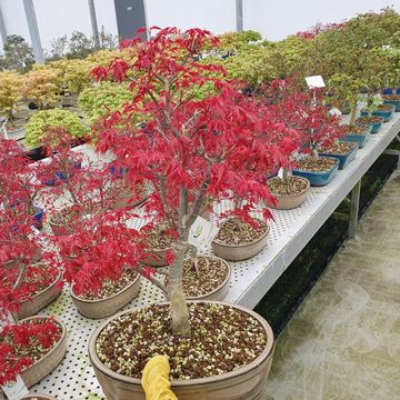 Acer palmatum 'Deshôjô'