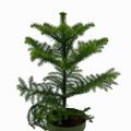 Araucaria heterophylla