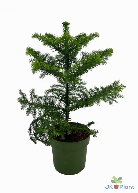 Araucaria heterophylla