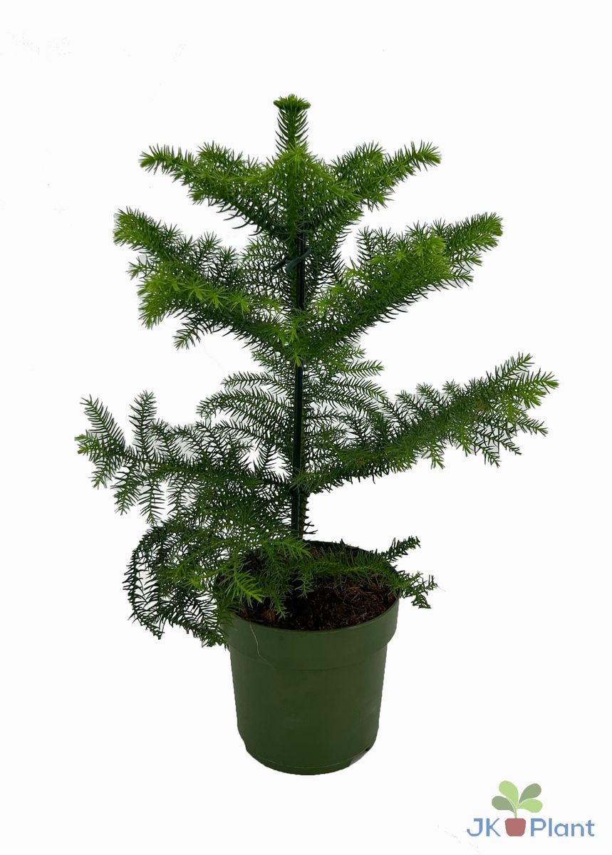 Araucaria heterophylla — Plant Wholesale FlorAccess