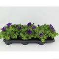 Petunia SURFINIA GIANT BLUE