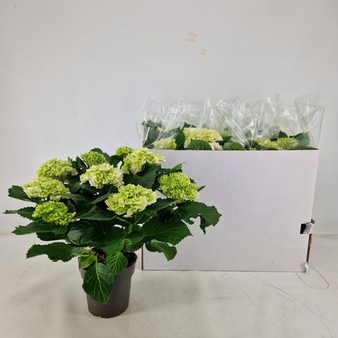 Hydrangea macrophylla CRYSTAL PALACE