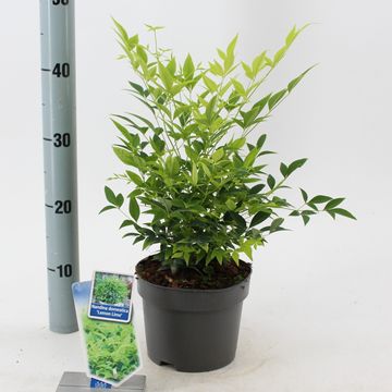 Nandina domestica MAGICAL LEMON & LIME