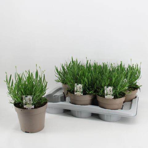 Lavandula angustifolia WHITE SUMMER