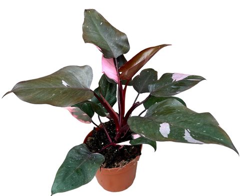 Philodendron 'Pink Princess'