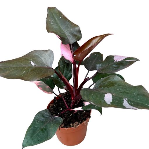 Filodendron 'Pink Princess'