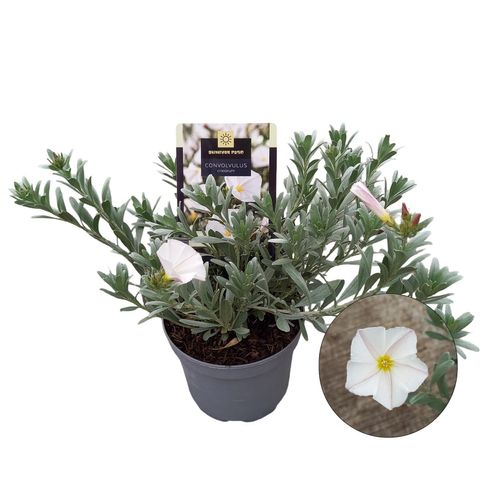 Convolvulus cneorum