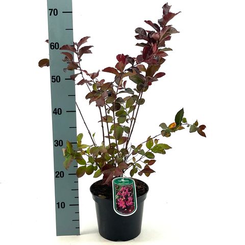 Lagerstroemia indica RHAPSODY IN PINK