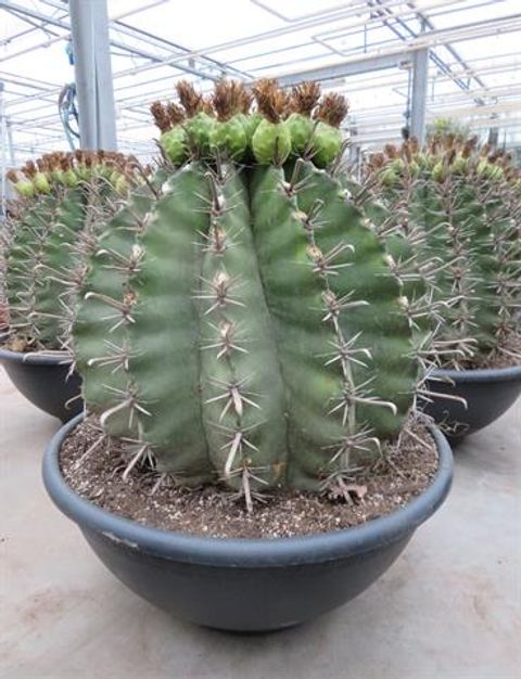 Ferocactus peninsulae townsendianus