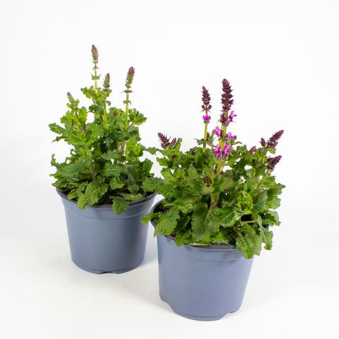Salvia nemorosa MIX