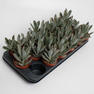 Kalanchoe tomentosa