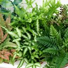 Ferns MIX