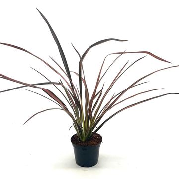 Phormium 'Evening Glow'