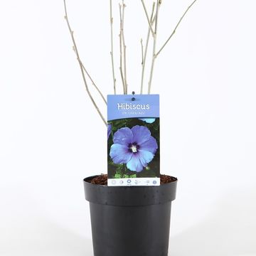 Hibiscus syriacus 'Oiseau Bleu'