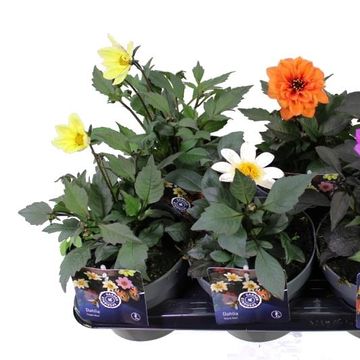 Dahlia HAPPY DAYS MIX