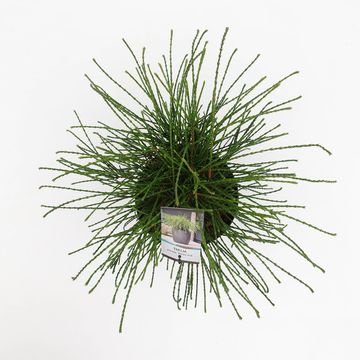 Thuja plicata 'Whipcord'