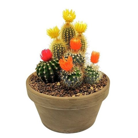 Arrangement Cactus