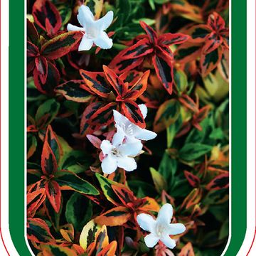 Abelia x grandiflora 'Kaleidoscope'