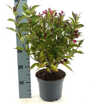 Weigela BIG LOVE