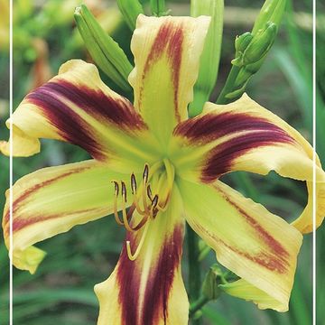 Hemerocallis 'Free Wheelin'