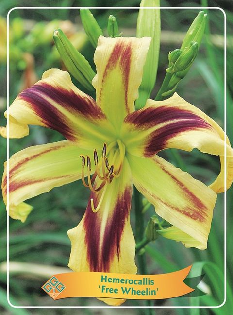 Hemerocallis 'Free Wheelin'