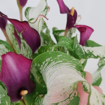 Zantedeschia 'Frozen Queen'