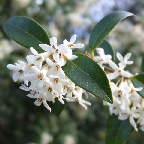 Osmanthus x burkwoodii