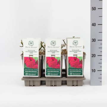 Rosa WILLIAM SHAKESPEARE 2000