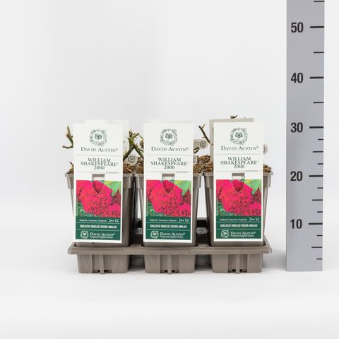 Rosa WILLIAM SHAKESPEARE 2000