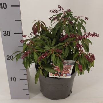 Pieris japonica GLOWING HEARTS