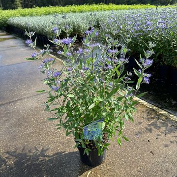 Caryopteris x clandonensis 'Heavenly Blue'