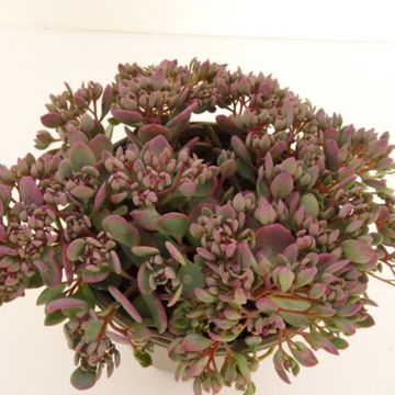 Sedum cauticola
