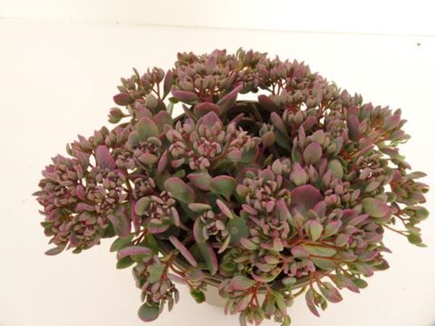 Sedum cauticola