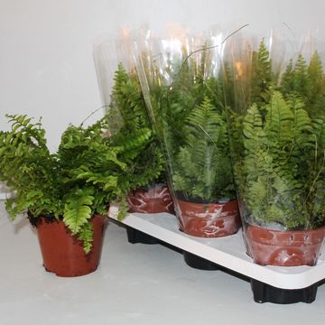 Nephrolepis exaltata 'Bostoniensis'