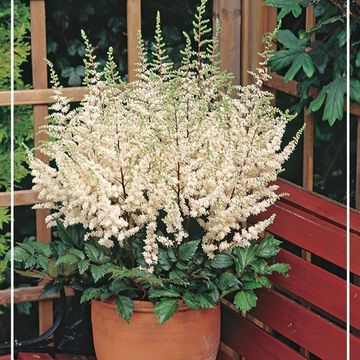 Astilbe chinensis 'Vision in White'