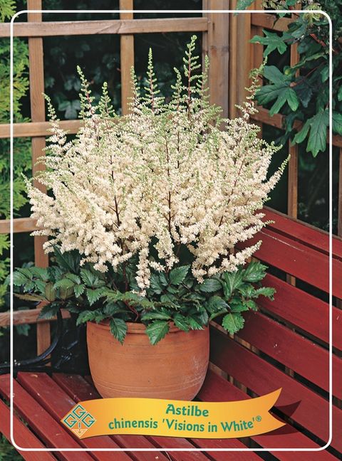 Astilbe chinensis 'Vision in White'