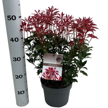 Pieris japonica 'Mountain Fire'