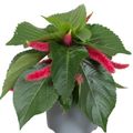 Acalypha hispida
