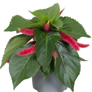 Acalypha hispida