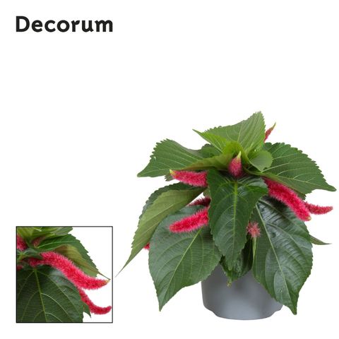 Acalypha hispida