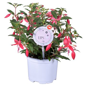 Fuchsia BELLA MIX
