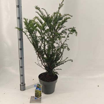 Taxus baccata