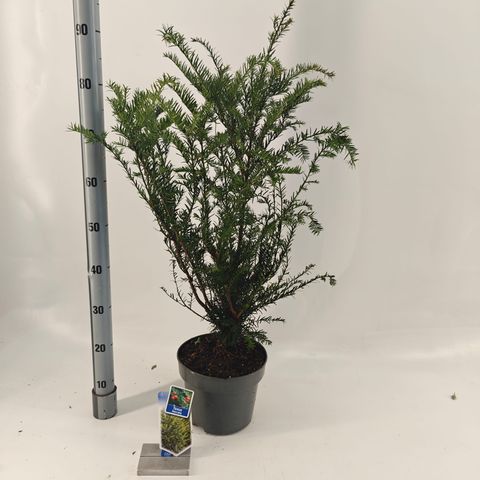 Taxus baccata