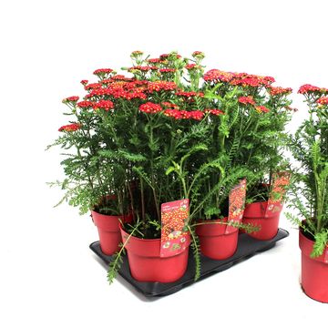 Achillea millefolium 'Saucy Seduction'