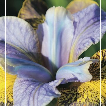 Iris sibirica 'Uncorked'