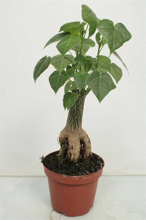 Brachychiton australis