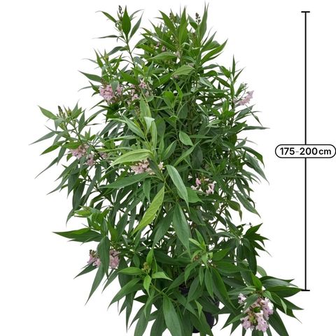x Chitalpa tashkentensis SUMMER BELLS
